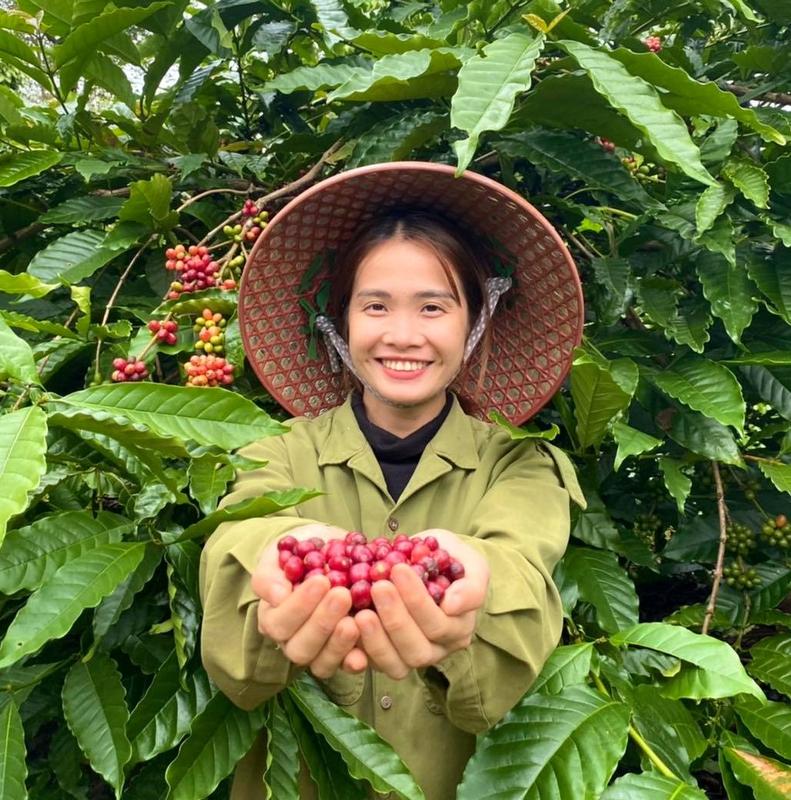 Combo cà phê nguyên chất Đắk Lắk và phin cà phê cao cấp Hana Ban Mê