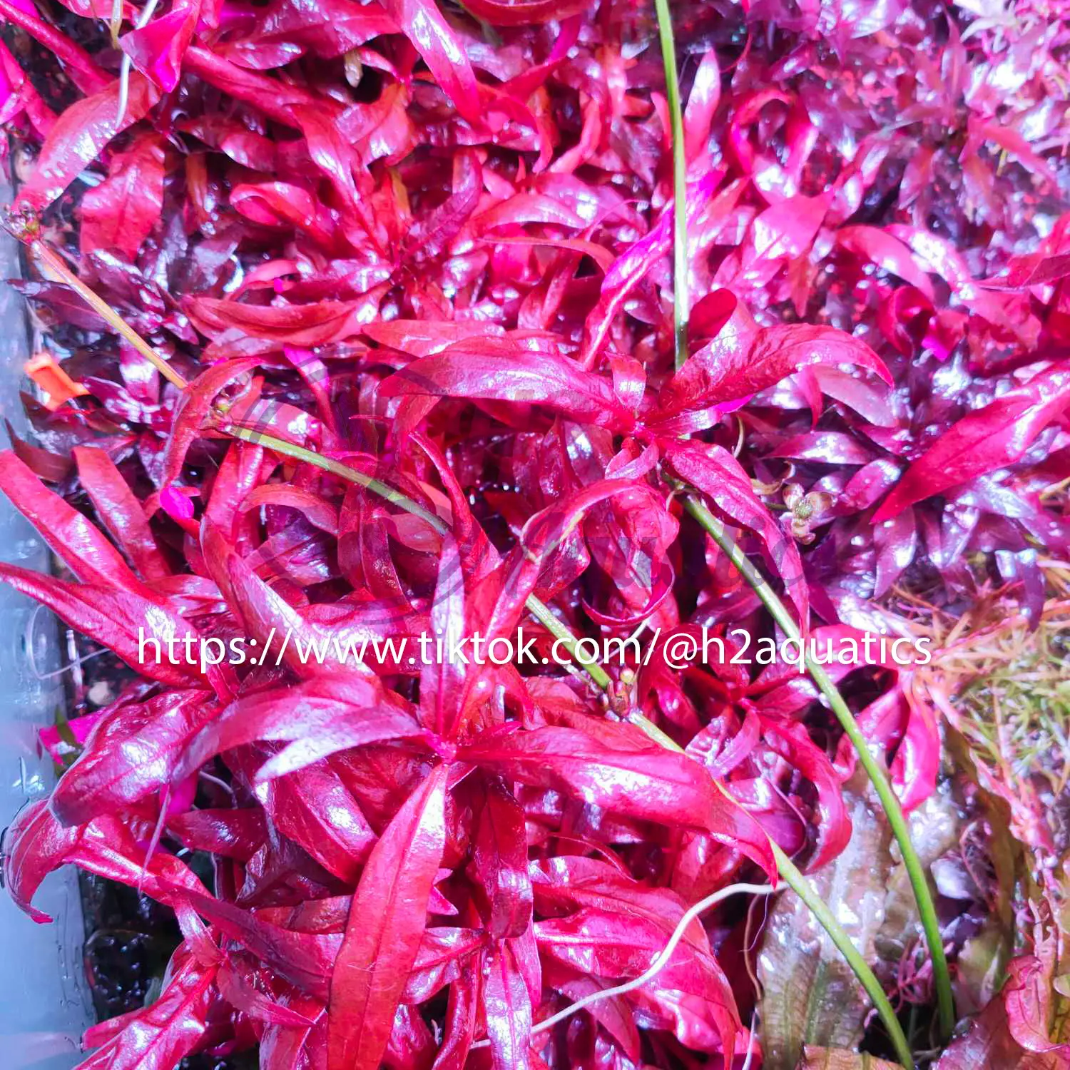 Huyết Tâm Lan Mini Ada Nhật Bản - Cây Thuỷ Sinh Lá Nước - H2 Aquatics