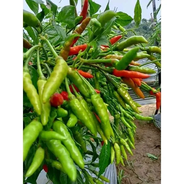 benih cabe rawit orion hijau f1 10gram 2