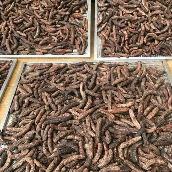 chuối hột rừng Tự nhiên