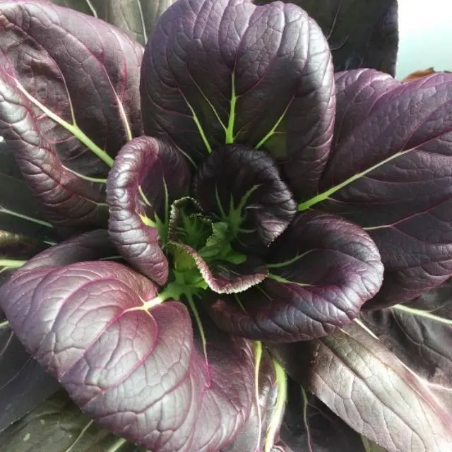 25  Benih Pak Choy DARK RED F1 pakcoy ungu merah tinggi antioksidan