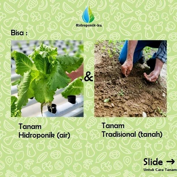 Bibit / Benih Timun Jepang Import (25 Butir) Hidroponik Ku 2