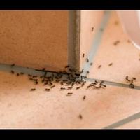 Gambar Umpan Praktis Pembasmi Semut dan Kecoa dari TaniMajuJaya Kab. Malang 3 Tokopedia