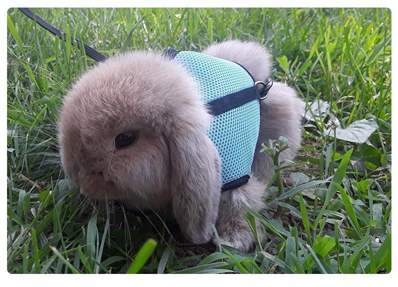 Product Introduction of Adjustable Soft Harness with Elastic Leash for Rabbits Harness Bunny Vest Harness Suit for Ferret Kittn Puppy Small Animals Pets 22