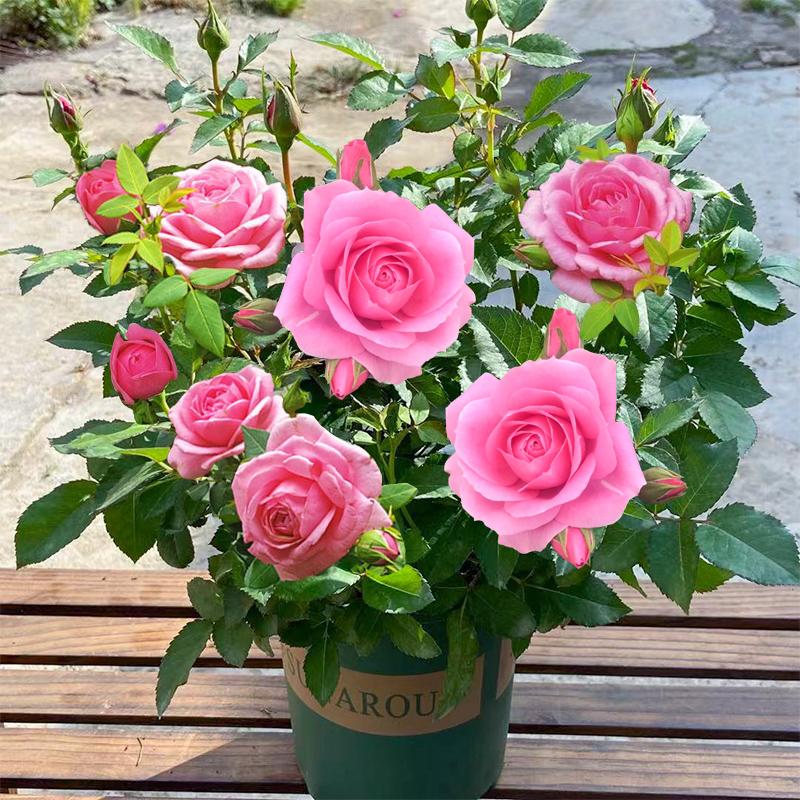 Product Introduction of ปลูกง่ายมีคุณภาพดี ดอกกุหลาบ บรรจุ 100 เมล็ด คละสี Colorful Rose Seeds เมล็ดดอกไม้ เมล็ดบอนสี ต้นไม้มงคล บอนสี ดอกไม้ปลูกสวยๆ บอนสีพันหายาก CODดอกไม้ ไม้ประดับ พันธุ์ดอกไม้ ต้นบอนสี ดอกไม้ปลูก แต่งบ้านและสวน Flower Seeds for planting 72
