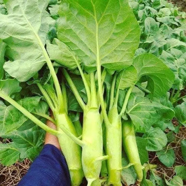 Hạt Giống Cải Làn mập - Cải Rổ (gói 10gr) 1