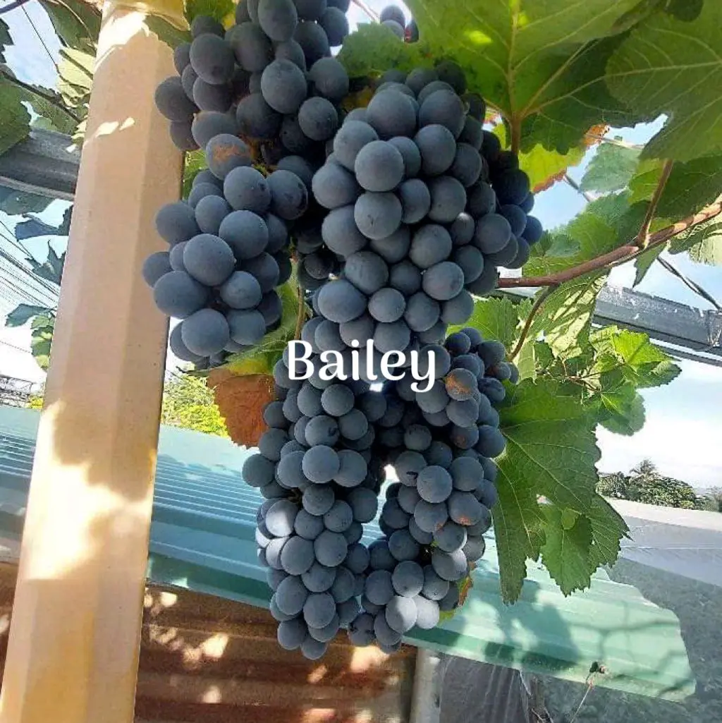 Cây Nho giống - nho bailey kháng bệnh dễ quả thích hợp người mới trồng