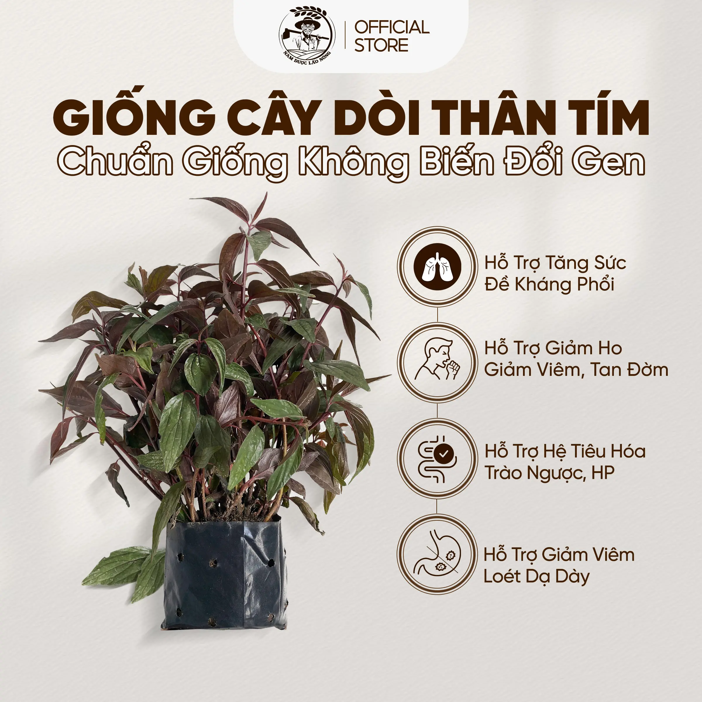 Giống Cây Dòi Thân Tím, Hạt giống Bọ Mắm Hỗ Trợ Sức Khỏe Chất Lượng Dễ Trồng (Chậu gốc già rễ khỏe có bảo hành)