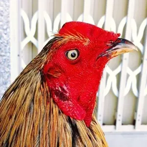 Phụ Kiện Chiến Kê Trường Long