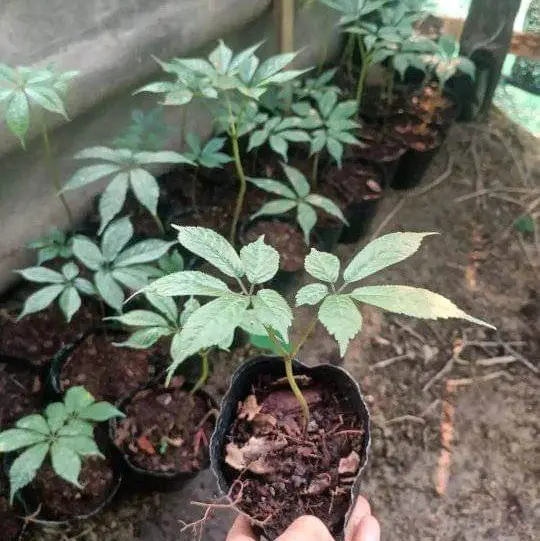 Cây giống sâm ngọc linh chuẩn sâm lai châu 4