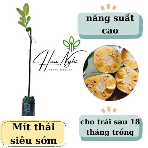  Cây giống Mít Thái siêu sớm  changai da xanh  cho trái sau 18 tháng trồng mít thái mít siêu sớm 