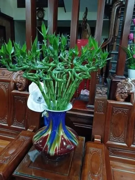 compo 10 cành phát lộc tặng dung dịch thuỷ sinh