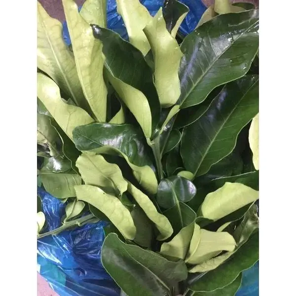 CÀNH LÁ BƯỞI CÓ GAI TƯƠI/ KHÔ DÙNG ĐỂ XÔNG TẮM XẢ XUI - Tẩy UẾ 5