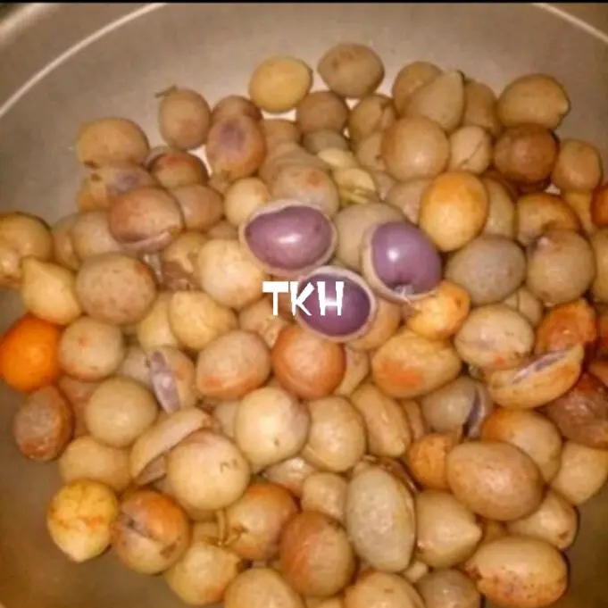 kacang Bogor mentah 1kg , asli segar 0