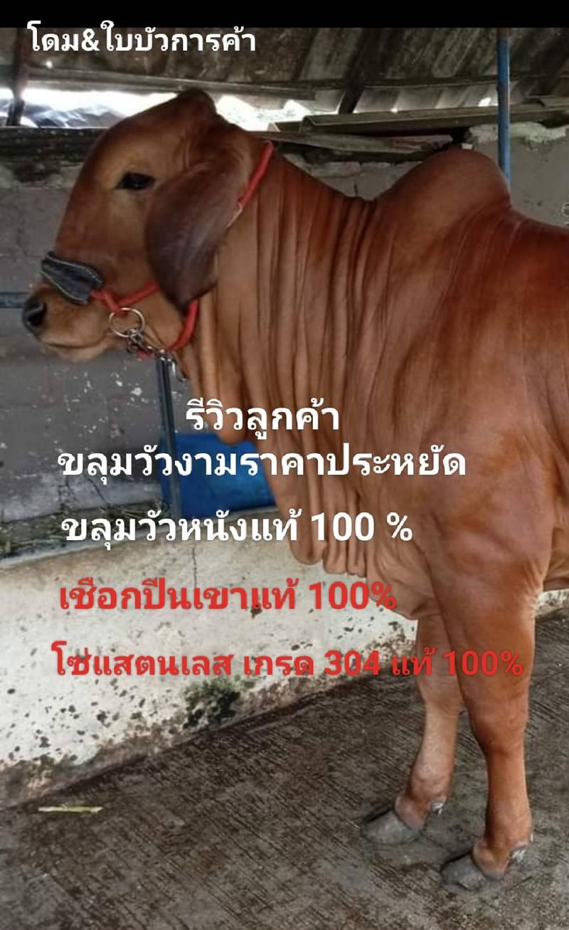 Product Introduction of ขลุมวัวหนังแท้ 100%เชือกปีนเขาแท้100% โซ่แสตนเลส เกรด 304 แท้100 %ขลุมวัว เม่าวัว เค่าวัว แบบประกับ 6