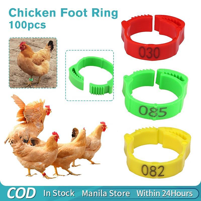 Chicken Rings Coloured 100PCS Adjustable Chicken Leg Rings 3 Colors Numbered Chicken - TikTok ...