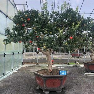 Cây Giống Quyền Vũ