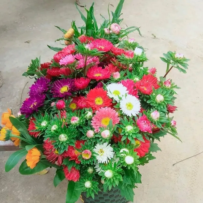10 cây giống hoa cúc 7 màu đủ màu sắc 0