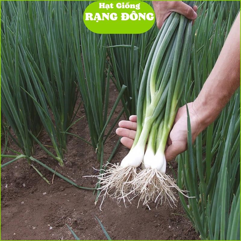  Hạt Giống Hành Lá Gốc Trắng  Gói 2.5gram  Hạt Giống Rạng Đông 
