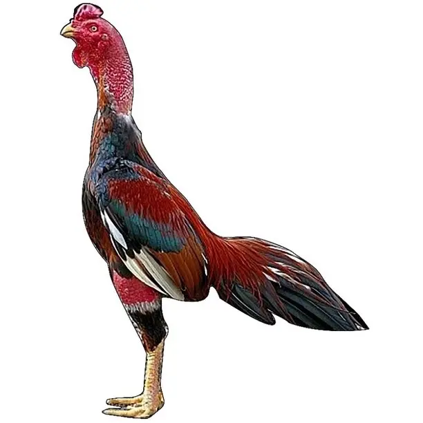 Gà tập lực, Gà thú bông 3D - Bông mềm - Áo khoác cho gà 0