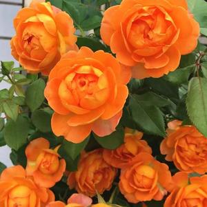 TasadeGerminaciónAltaSemillasdeRosa"MielCaramelo"VariedaddeRosaTrepadora100GranosFloresdeColorCarameloyFraganciaDulceIdealparaJardinesyMuros