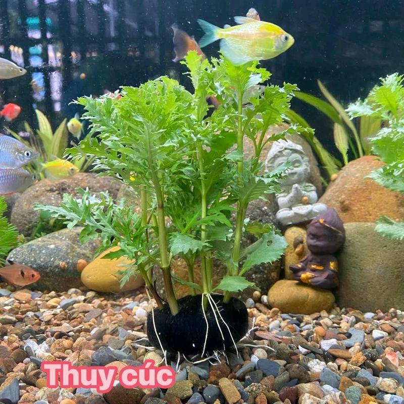 Cây thủy cúc gắn sẵn giá thể. Cây thủy sinh đơn giản dễ trồng không cần CO2