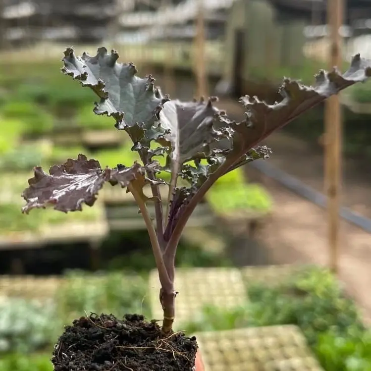 Combo 5 cây giống Kale xoăn tím