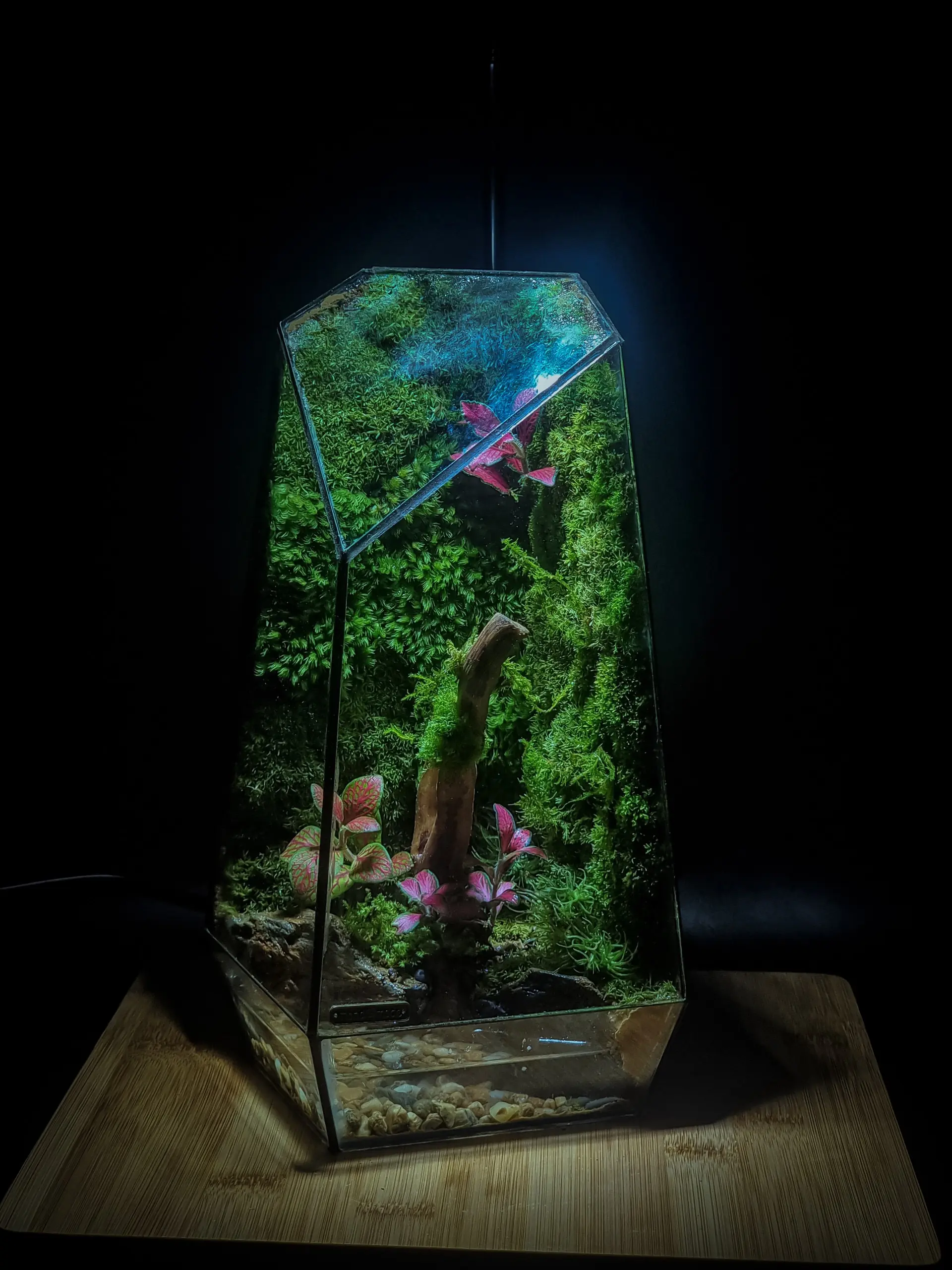 Heal Terra - Combo Terrarium Đa giác 15*15*28cm tự set up trang trí bàn làm việc