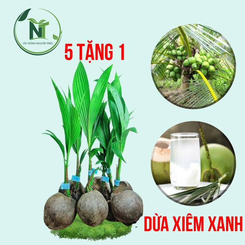  Combo 5 Cây Giống Dừa Xiêm Lùn - Dừa Xiêm Lùn - Dừa Lùn - Thời Gian Cho Trái Nhanh 2,5 - 3 Năm 
