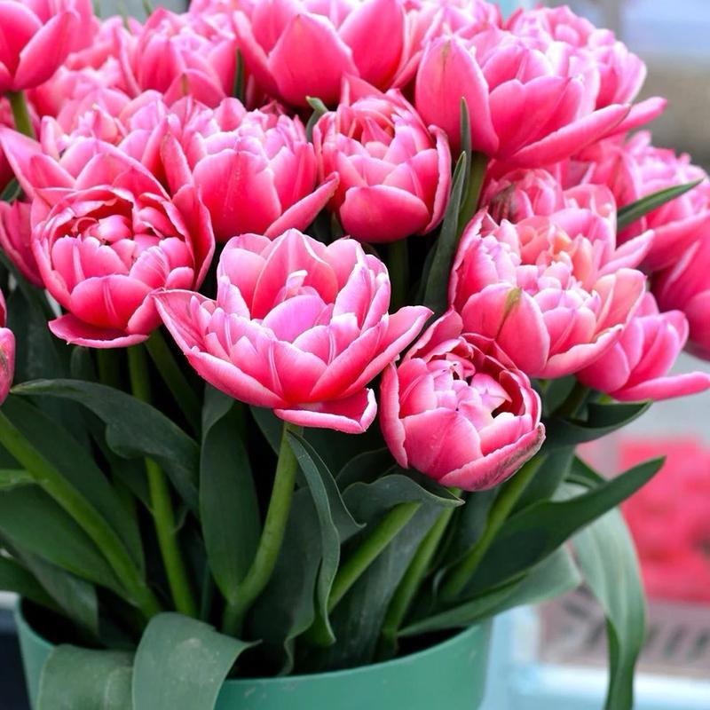 10 củ tulip hồng viền trắng kép columbus kèm phân bón, thuốc ngâm củ, giá thế