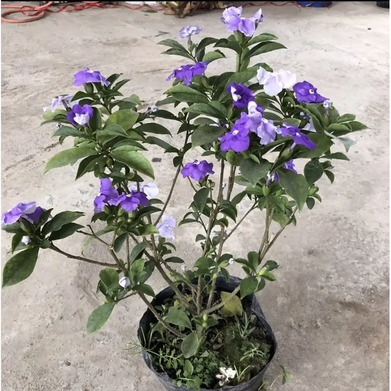Cây nhài Nhật đổi màu tím - trắng
