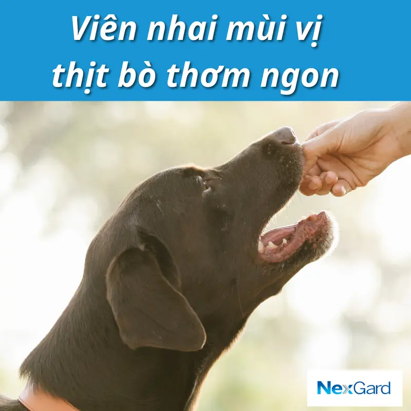 NexGard - Viên nhai phòng & trị Ve, Rận, Bọ chét, Ghẻ cho chó từ 2-50kg - 1 Viên 2