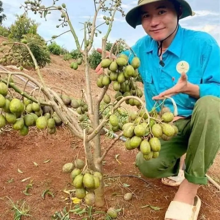 Cây giống Cóc Thái dễ trồng, sai quả, sạch sâu bệnh ổi giống  cây siêu  thị ăn 3