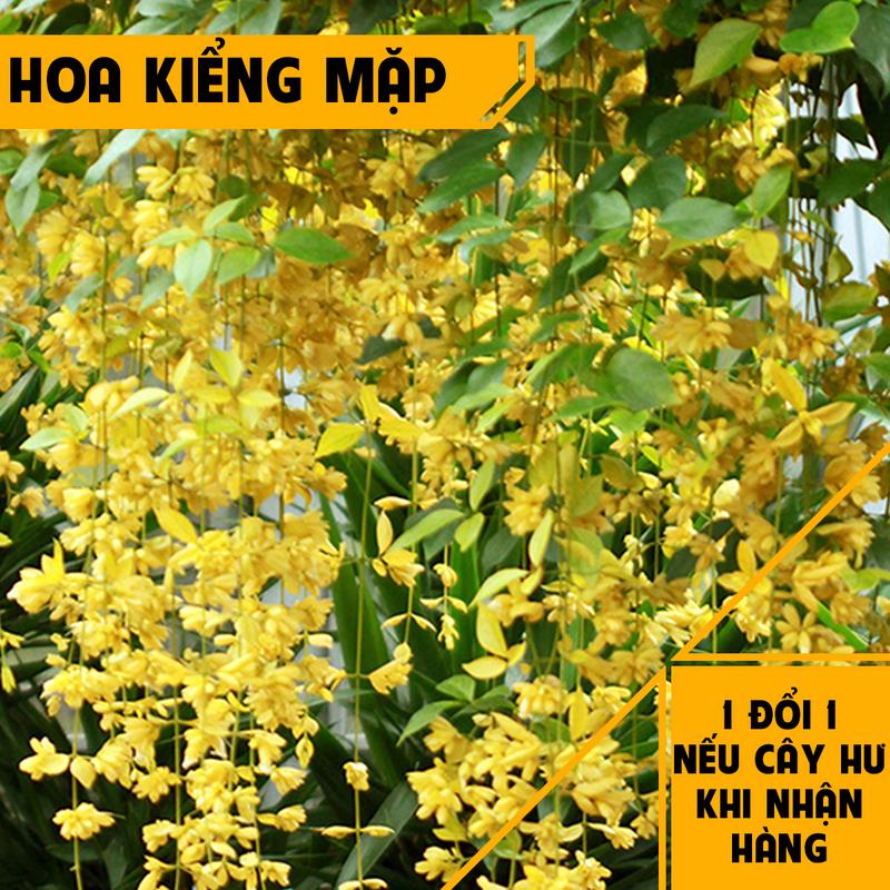 Cây Lan Hoàng Dương - Kích thước giao động 60+ cm - Hoa vàng rực rỡ - Mang vẻ đẹp tinh tế! Hoa Kiểng Mặp 1