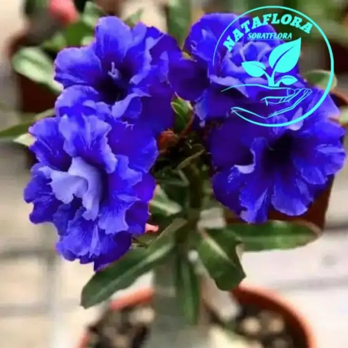 Bibit Tanaman Adenium Kamboja Jepang Purple Star Terbaik Fresh Segar & Akar Sehat