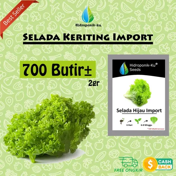 Bibit / Benih Selada Hijau Keriting Import (700 Butir)- Hidroponik Ku