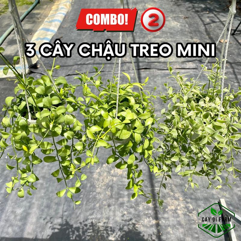 Combo 3 cây chậu treo mini, cây thân rũ - treo ban công, mái hiên