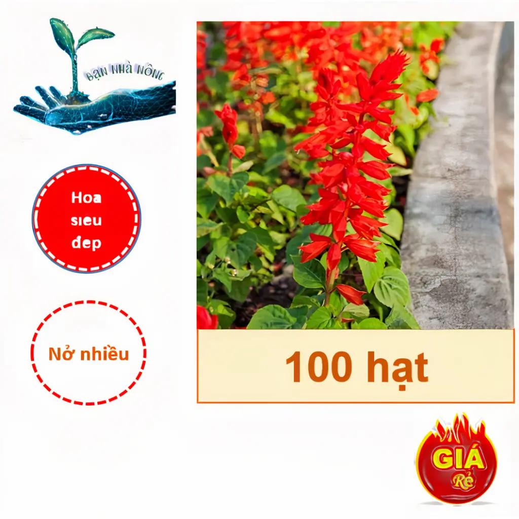 Hạt giống hoa xác pháo đỏ ( Gói 100 hạt ) - Hoa đẹp nở nhiều, Lâu phai