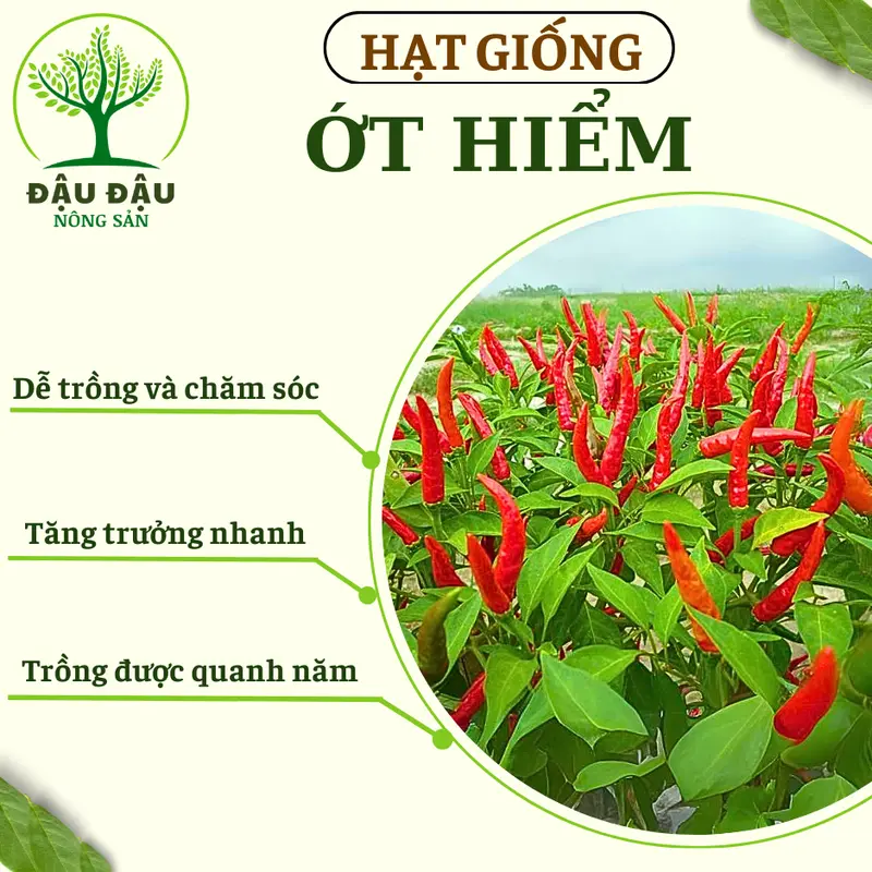 Hạt giống Ớt sừng vàng, Ớt hiểm, Ớt xiêm xanh, Ớt chuông, Ớt sừng ngọt HQ và Ớt ngũ sắc (Ớt cầu vồng) trung đoàn 1