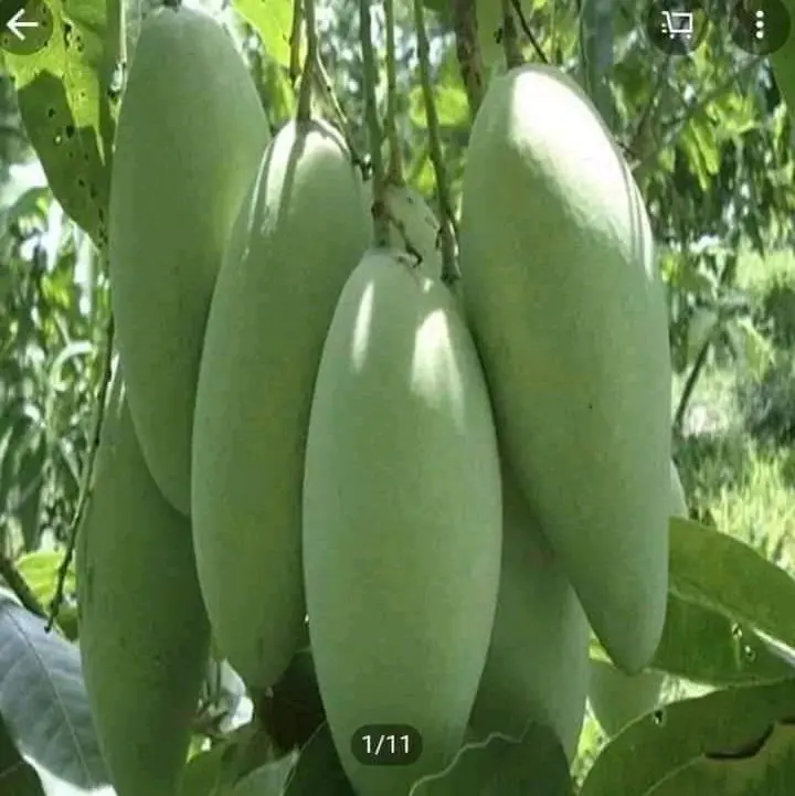 cây giống xoài tượng - chuẩn xoài giống xưa