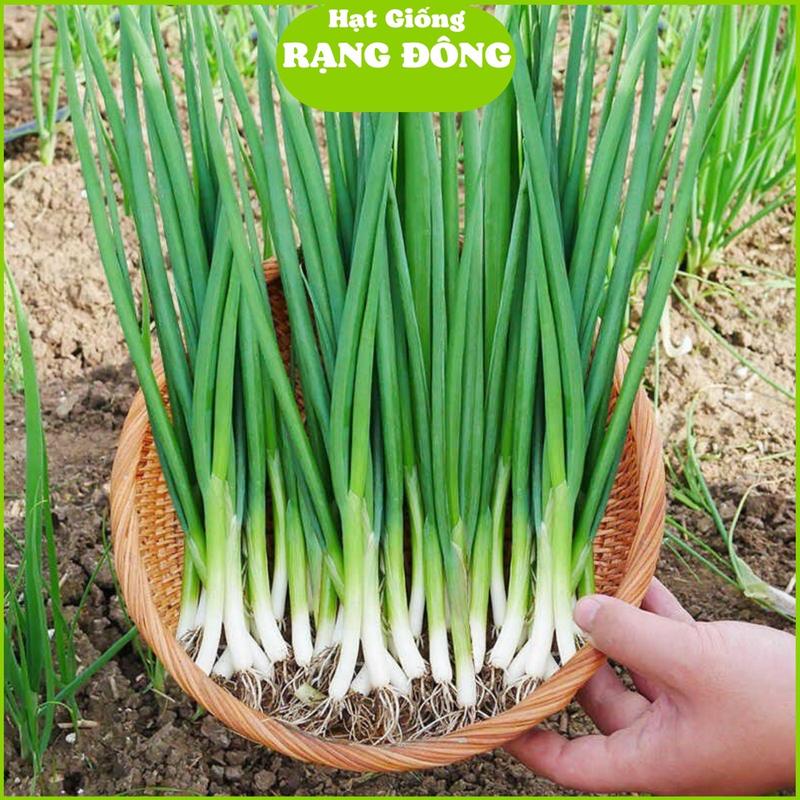Hạt Giống Hành Lá Chịu Nhiệt RD 215 Gói 2gr khoảng 600 hạt Chịu nhiệt tốt thu hoạch lâu dài trồng quanh năm