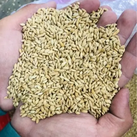 1KG lúa tiêu ruột đỏ, thức ăn yêu thích chim cu gáy 2