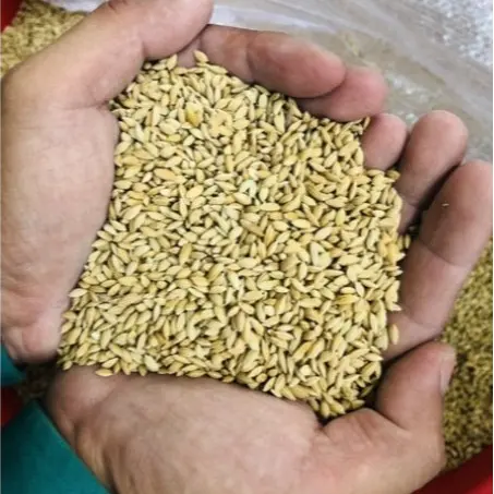 1KG lúa tiêu ruột đỏ, thức ăn yêu thích chim cu gáy 1