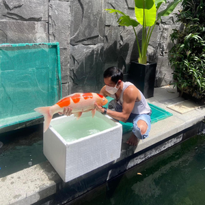 Kỹ Thuật Cá Koi