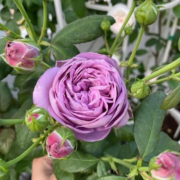 GỐC HOA NGOẠI HỒNG LEO ,HỒNG BỤI  Bông To ,Hoa Ra Quanh Năm ( có nhiều màu khách chọn )dễ trồng nhanh nảy mầm cay trong giống cây