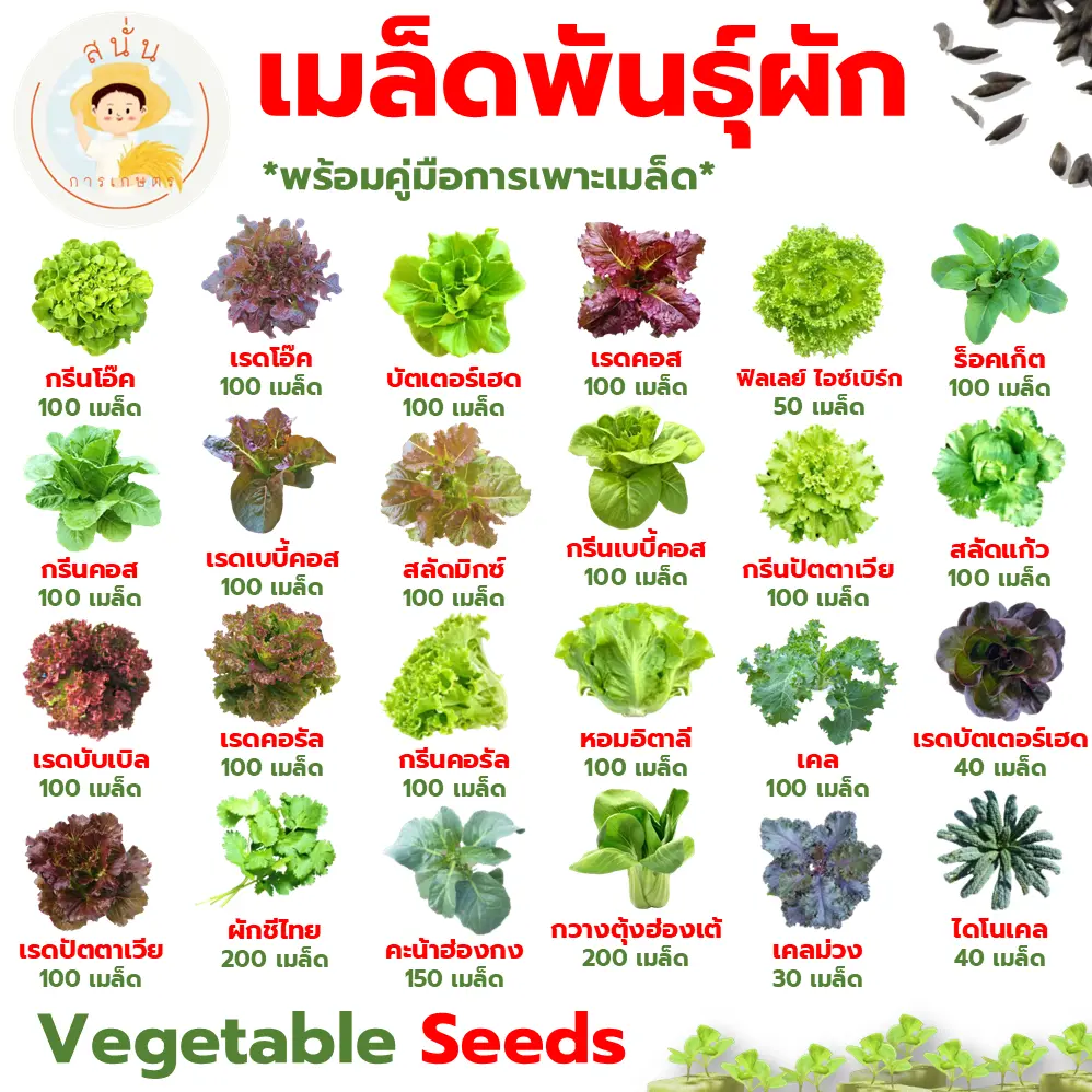 ส่งด่วน เมล็ดพันธุ์ ผักสลัด และ ผักไทย กรีนโอ๊ค เรดโอ๊ค บัตเตอร์เฮด เรดคอส กรีนคอส เบบี้คอส เคล ฯลฯ