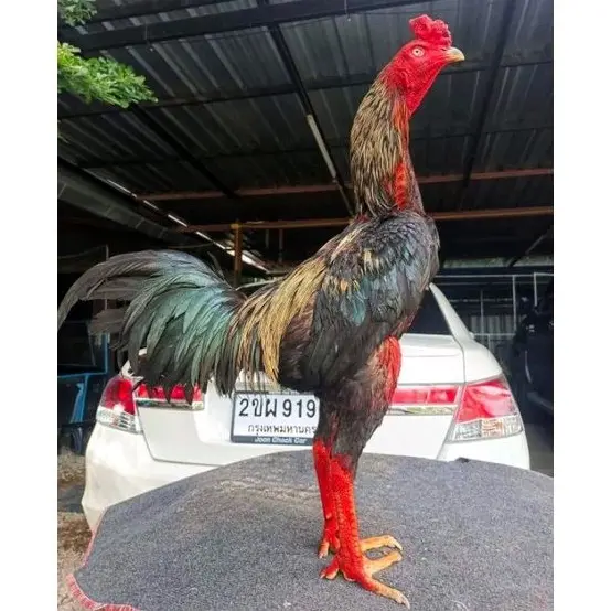 SISIK WOJO Kemin Ayam Aduan Khusus Mengeraskan Kaki Getah Gambir 1