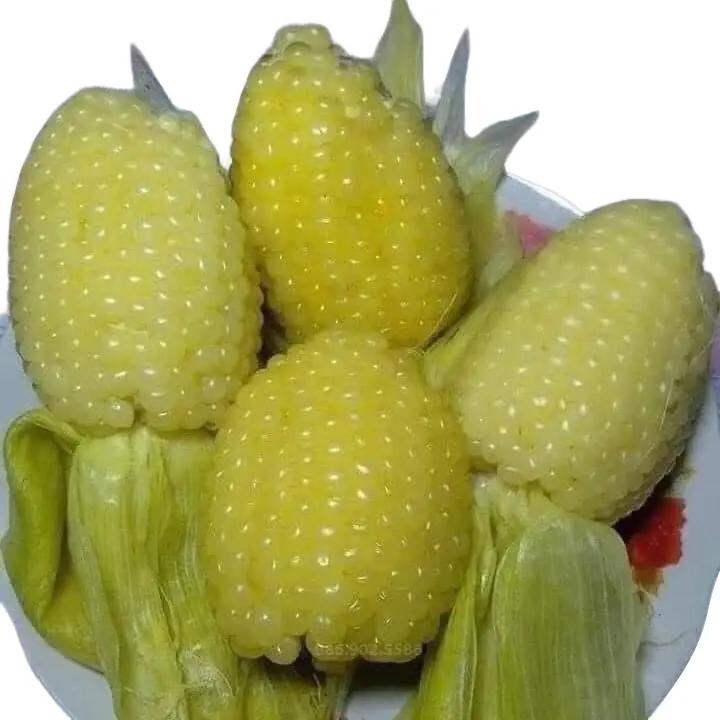 200 hạt giống Ngô nếp nù sữa siêu dẻo ngon