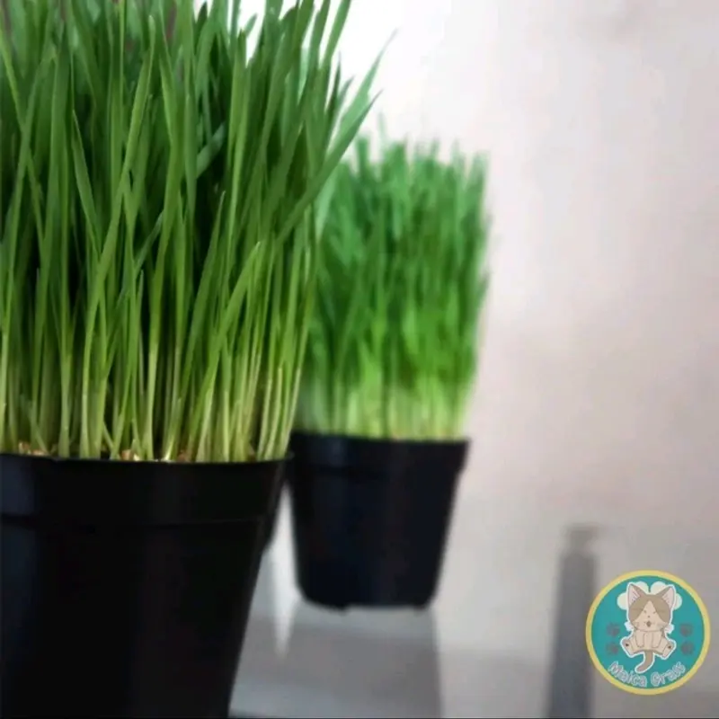 PAKET COMBO - Rumput Kucing Siap Konsumsi - Wheatgrass - Rumput Gandum 1
