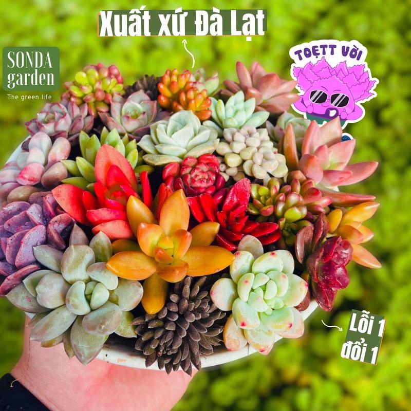 Sen đá mini SONDA garden 50 loại khác nhau tặng kèm đất trồng 20 lá mầm sen đá Đà Lạt trang trí nhà cửa